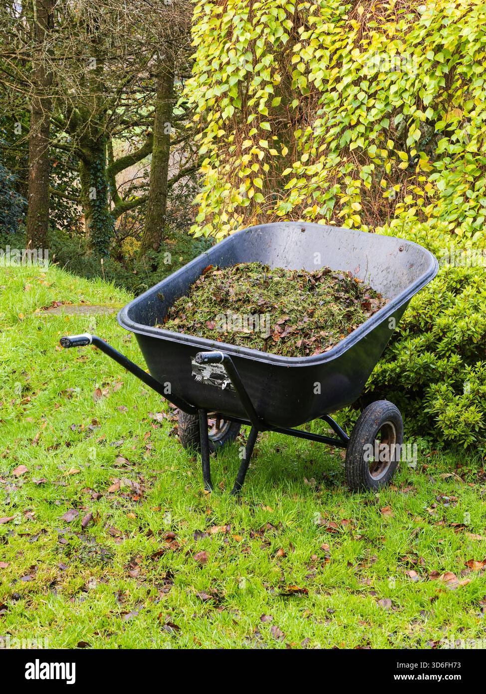 Brouette pleine d'herbe coupée et de feuilles d'automne tombées prêtes pour le compostage Banque D'Images