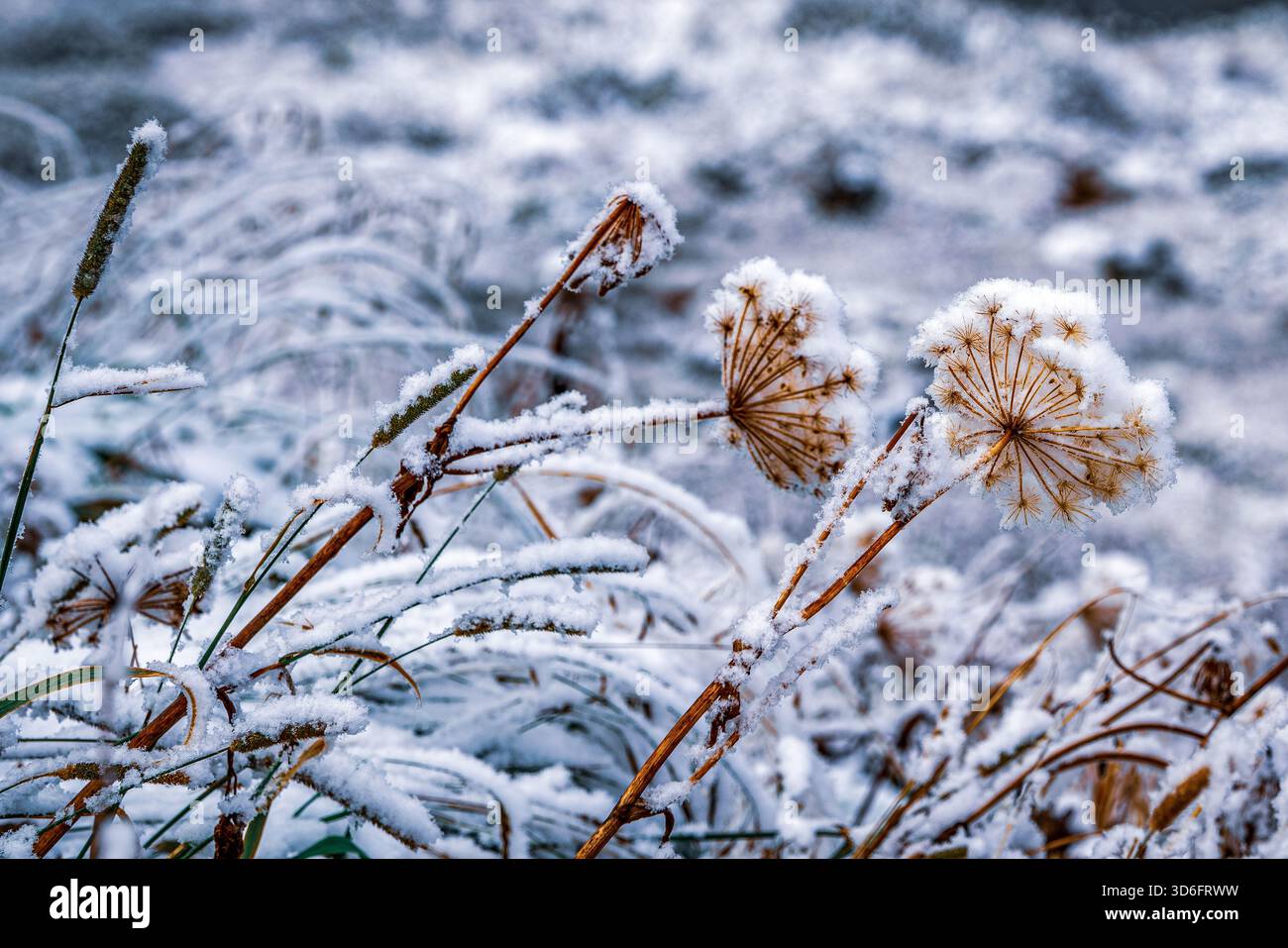Vue sur les plantes enneigées dans les Alpes suisses. Banque D'Images