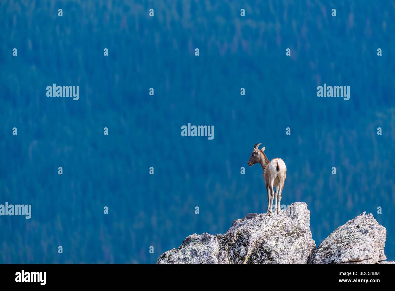 Chèvre alpine debout sur Sharp Rock Peak contre Deep Blue Mountain en toile de fond Banque D'Images