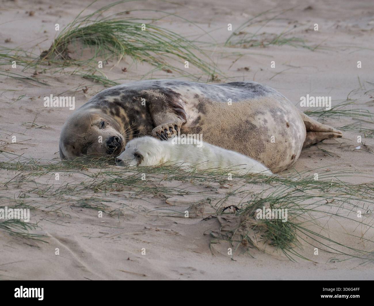 Maman donnant une égratignure douce au phoque de bébé - Grey Seal, Wiinterton, Norfolk, Royaume-Uni Banque D'Images