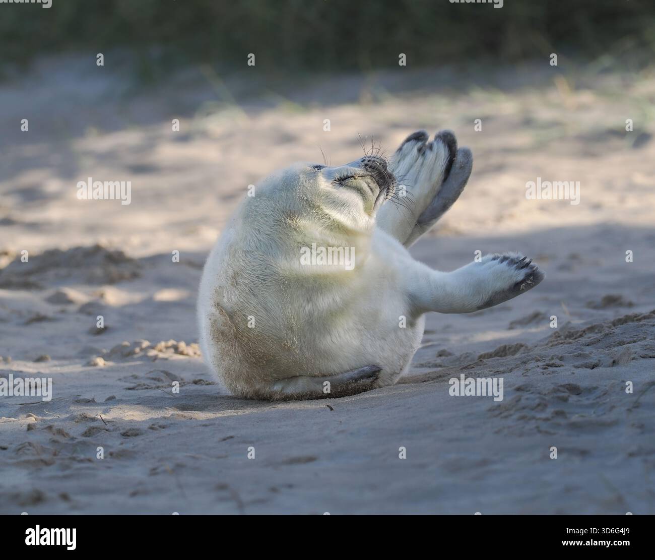 Grey Seal, Wiinterton, Norfolk, Royaume-Uni Banque D'Images
