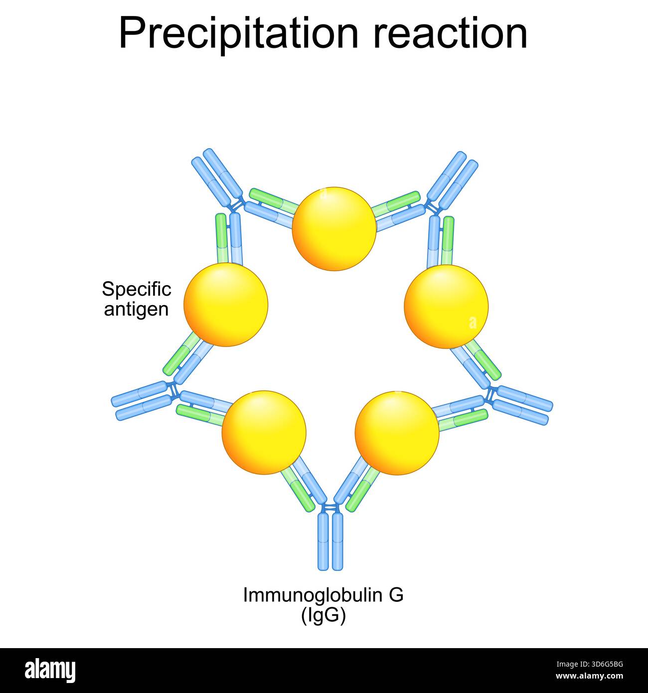 Réaction de précipitation. Gros plan sur l'immunoglobuline G, l'anticorps IgG et l'antigène spécifique. Illustration vectorielle Illustration de Vecteur