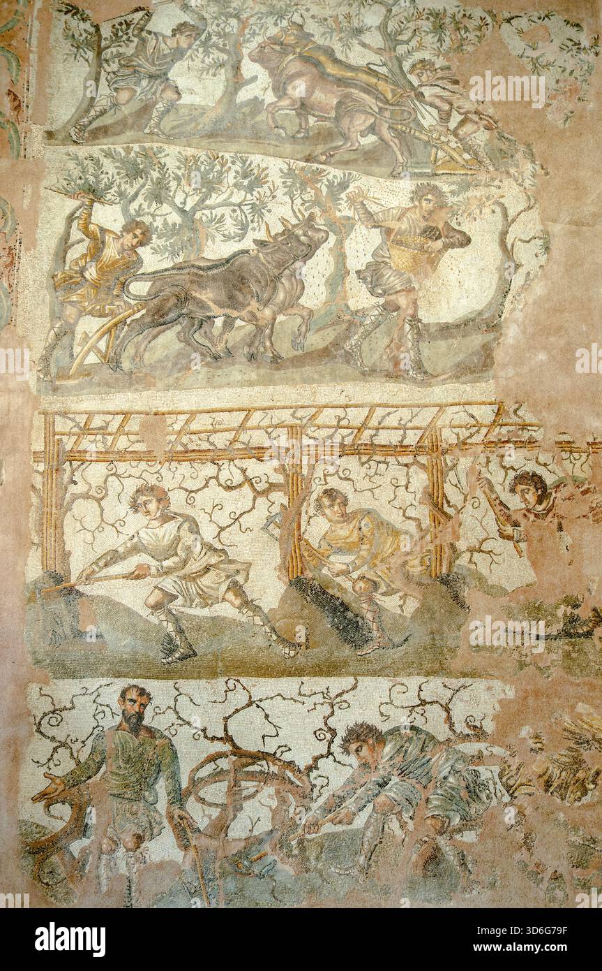 Mosaïque romaine du musée cherchell montrant des agriculteurs labourant, récoltant des olives et entretenant des vignobles, Algérie Banque D'Images