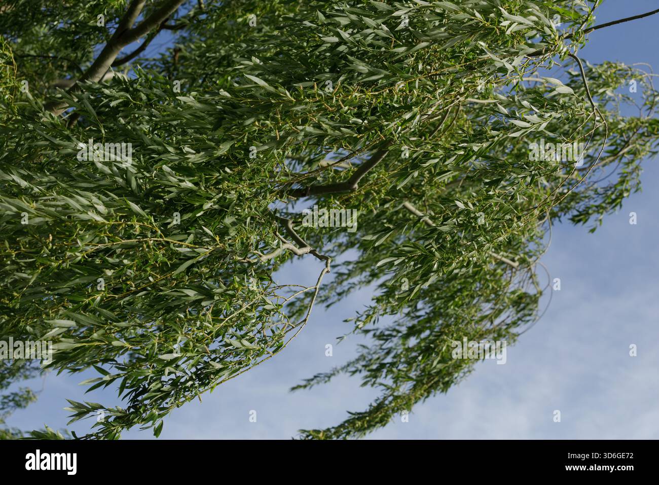saule secoué par de fortes rafales de vent Banque D'Images