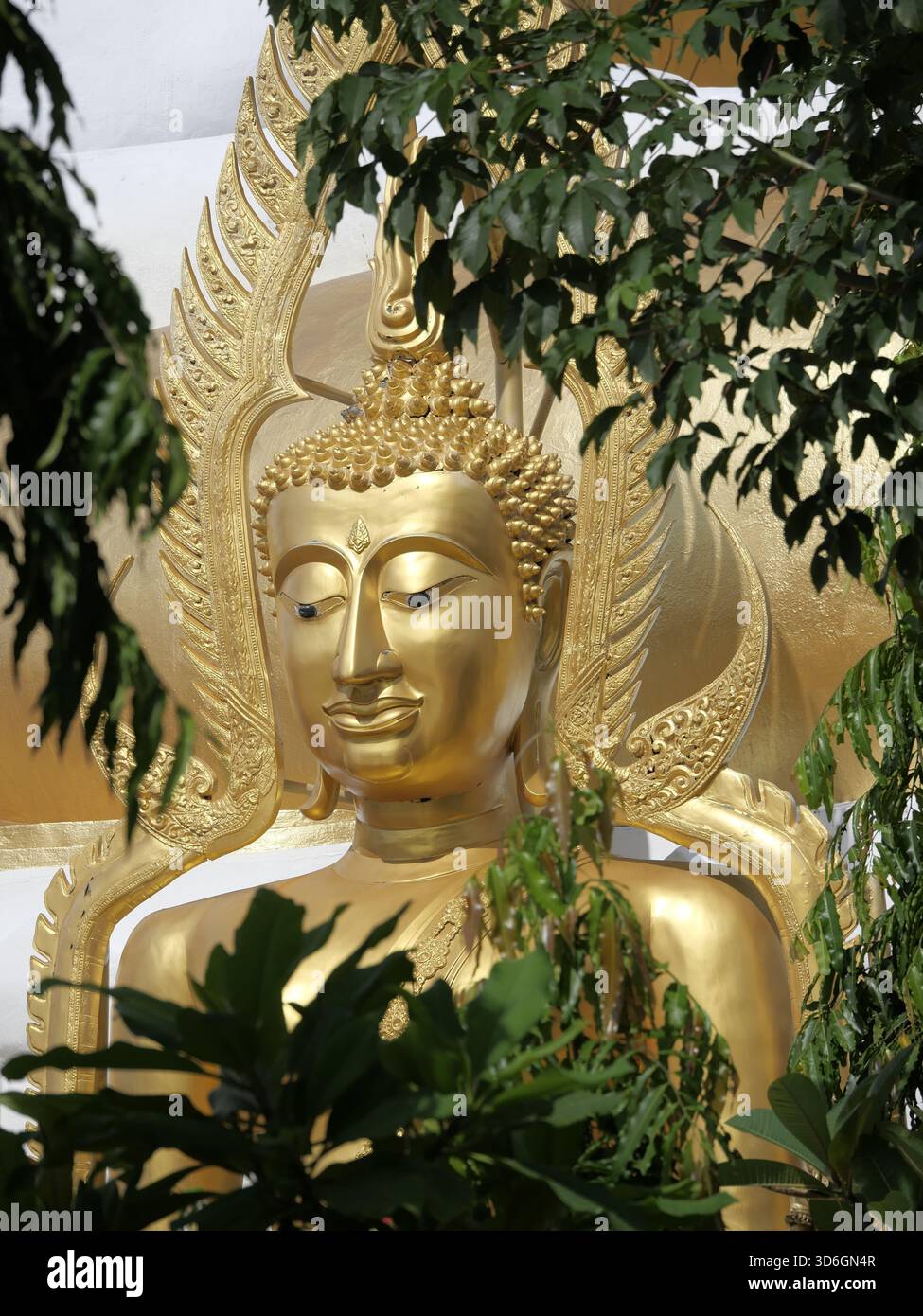 Porttant de la statue dorée de Bouddha Wat Doi Suthep encadrée par des feuilles d'arbre vertes vibrantes dans le fort soleil du matin. Banque D'Images