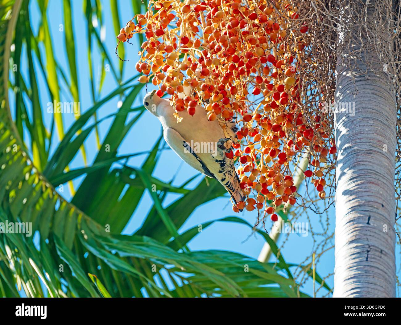 Pied Imperial Pigeon se nourrissant de fruits dans un arbre près de Darwin, Australie Banque D'Images