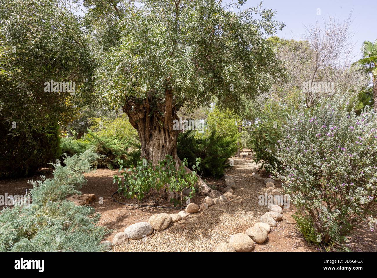 Ancien olivier dans le jardin paysager avec chemin de gravier bordée de pierre et feuillage vert Banque D'Images