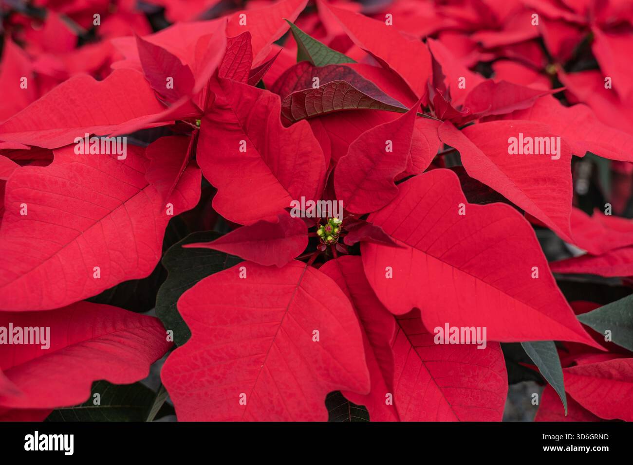 Belle poinsettia rouge de Noël en serre fleurissant à temps pour la saison des fêtes. Banque D'Images