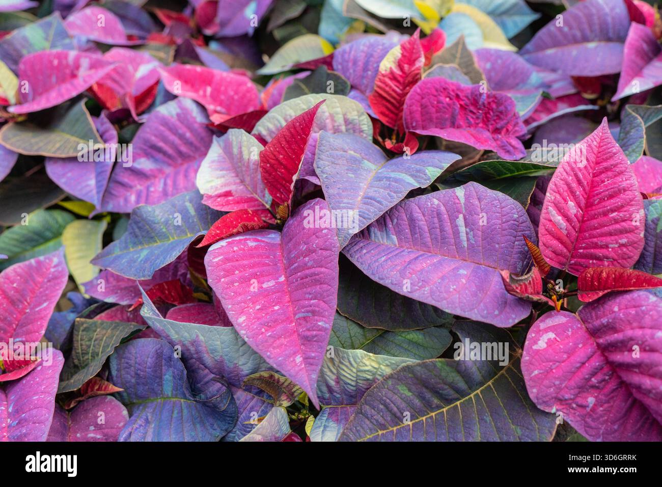 Un affichage lumineux de vacances de poinsettias violets, roses et rouges, montrant leurs feuilles festives colorées. Banque D'Images