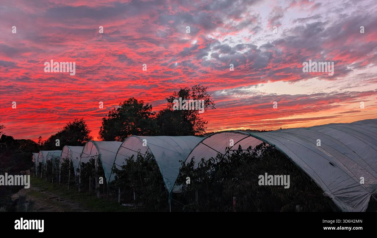 Ciel rouge spectaculaire de coucher de soleil sur une ferme de baies à Blairgowrie, en Écosse Banque D'Images