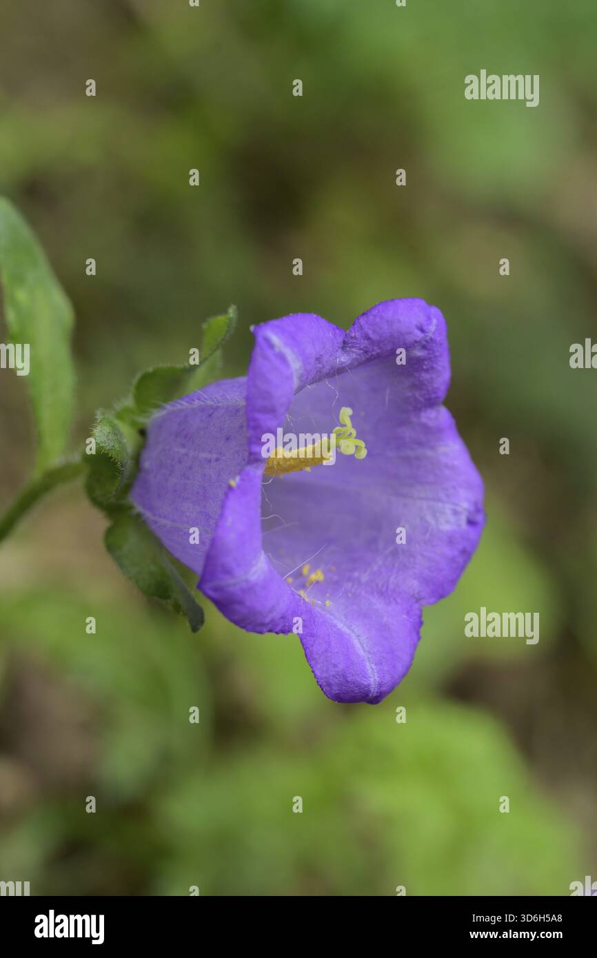 Fleur violette en forme de cloche avec des pétales vibrants sur un fond vert flou, Italie Banque D'Images