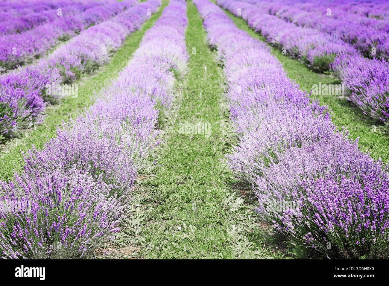 Champs de lavande en Italie et paysage rural italien. Vallée pittoresque avec des rangées violettes de fleurs de lavanda Banque D'Images