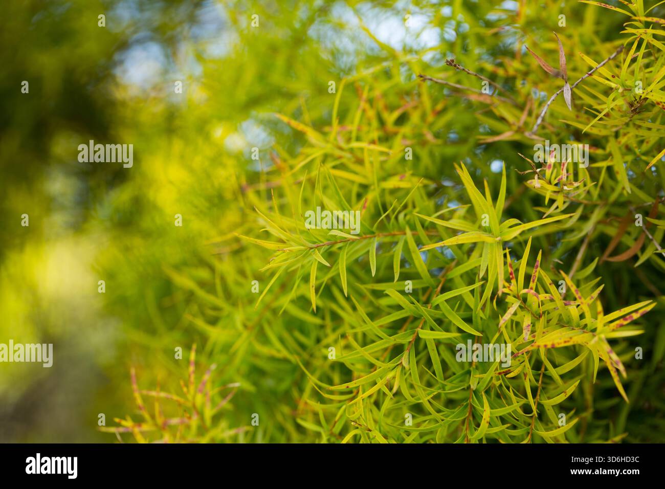 Gros plan de l'usine de Melaleuca linariifolia Banque D'Images