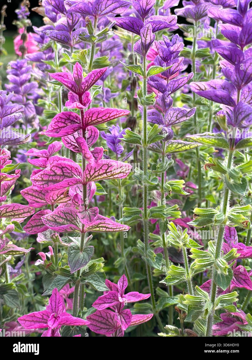 Gros plan de fleurs de sauge argileuse rose et violette aux feuilles texturées dans un cadre de jardin dense Banque D'Images