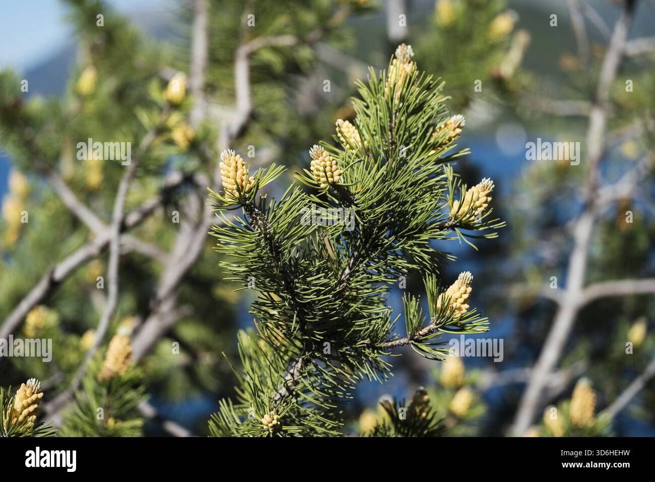Fleur en gros plan de Pinus mugo, branches d'un pin de montagne nain. Pollen mâle produisant des strobili. Cône de conifère. Grappes jaunes pollen conc. Mâle Banque D'Images