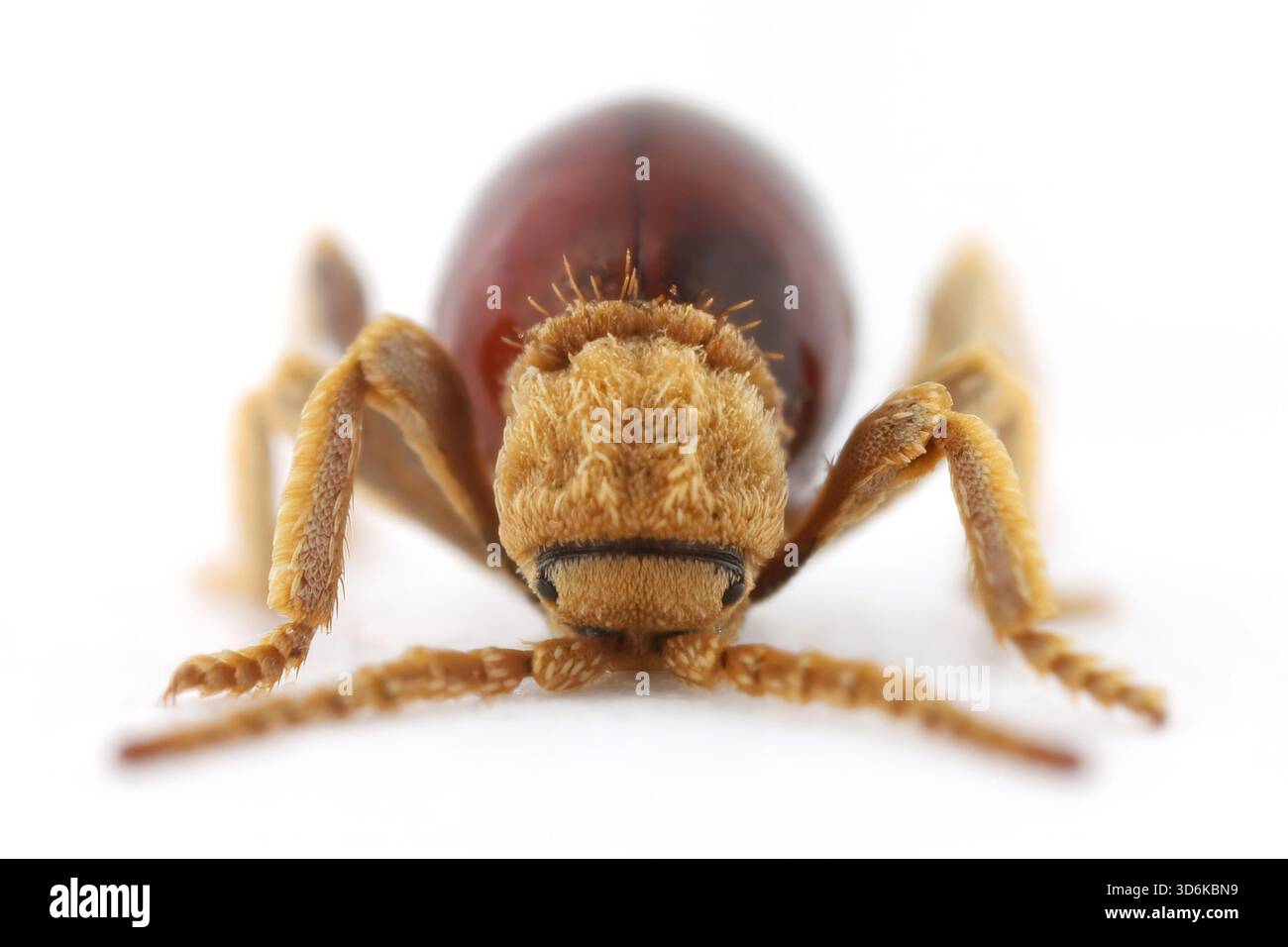 Mezium affine est une espèce de coléoptère de la famille des Ptinidae. Ses noms communs incluent le coléoptère araignée brillant, le coléoptère araignée du nord et la betterave araignée à capuchon Banque D'Images