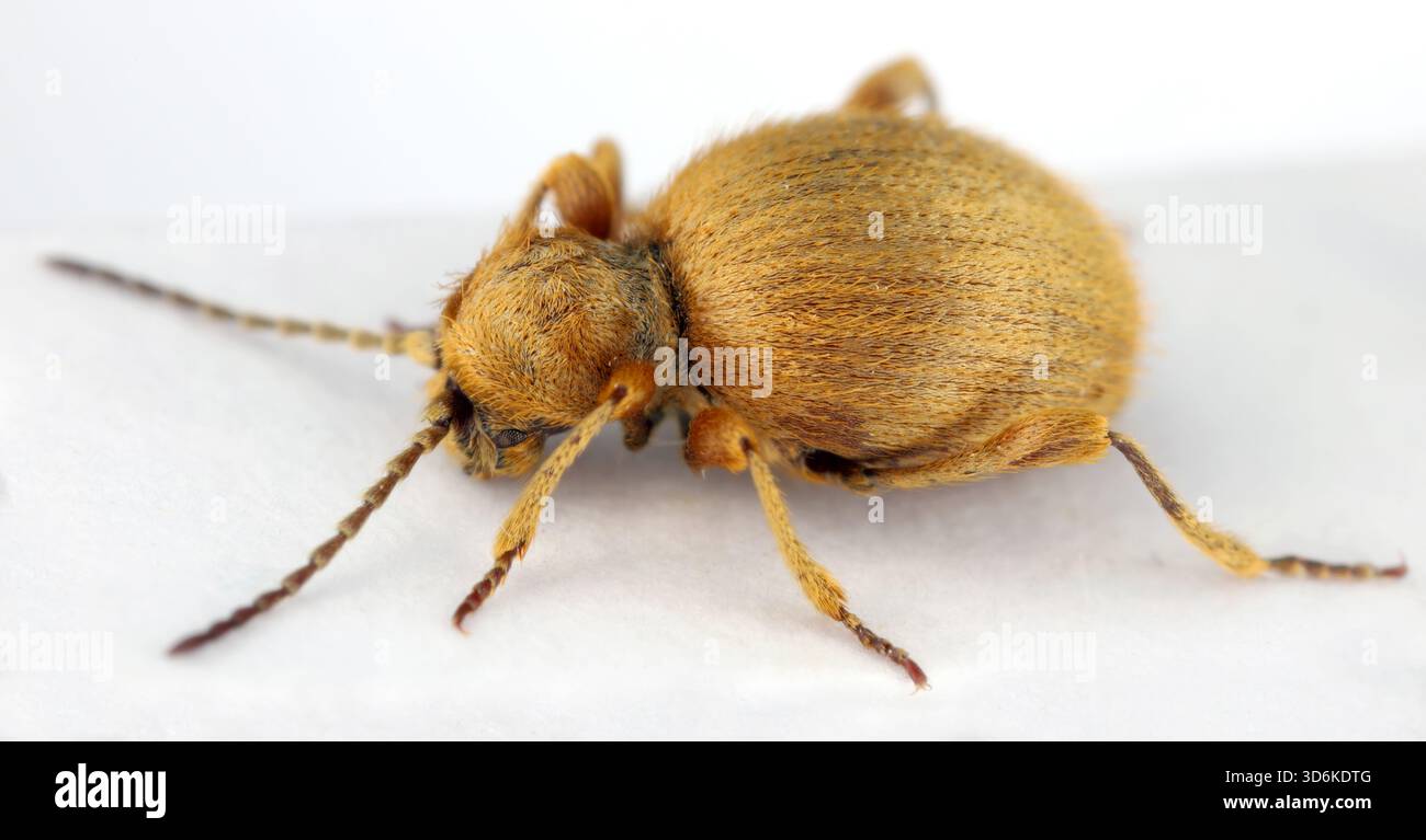 Le coléoptère doré, Niptus hololeucus, est une espèce de coléoptère araignée de la famille des Ptinidae. Spécimen adulte isolé sur fond blanc. Banque D'Images