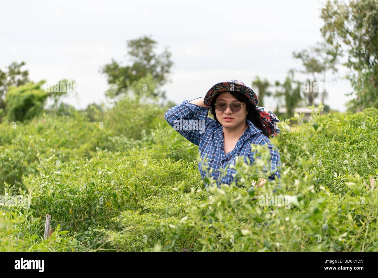 Deux amis LGBTQ récoltent des piments dans un jardin thaïlandais sous le soleil brillant, portant des chapeaux et des chemises à carreaux, profitant de leur temps dehors dans un pois Banque D'Images
