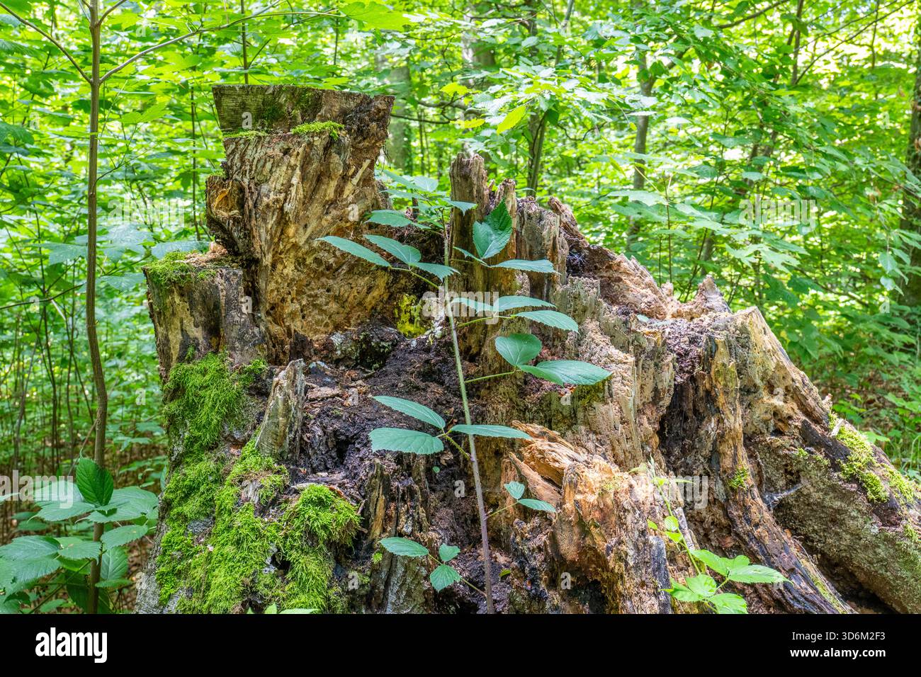 Gros plan d'une vieille souche d'arbre en pourriture couverte de mousse, servant de bûche infirmière pour de nouvelles plantes vertes et jeunes arbres dans une forêt d'été dense. Banque D'Images