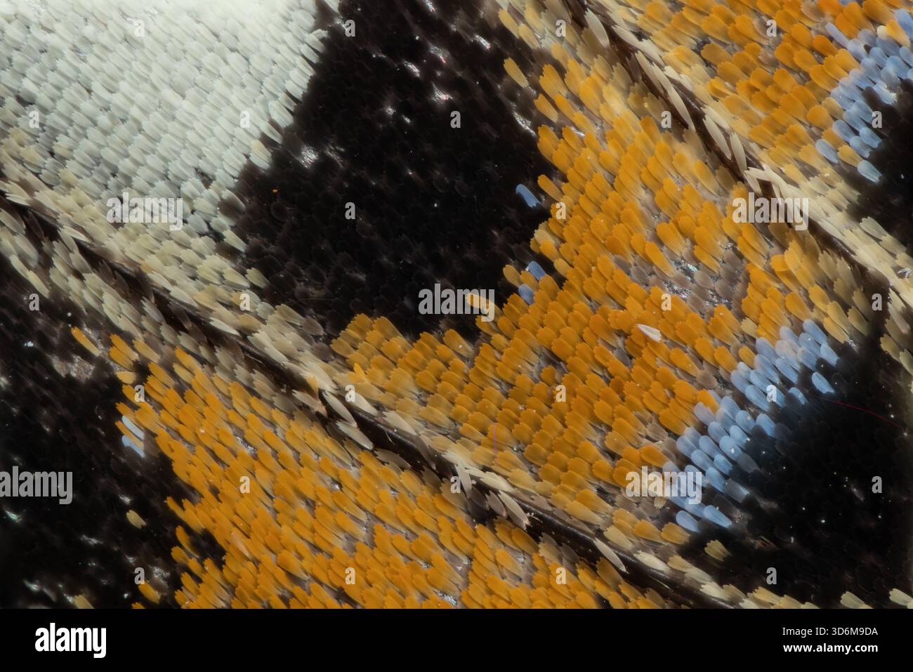 Gros plan macro extrême des écailles d'aile papillon avec motif orange et bleu Banque D'Images