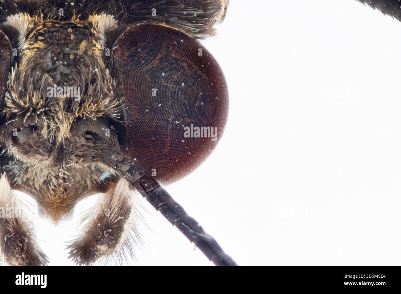 Macro extrême gros plan de Butterfly Compound Eye montrant les échelles détaillées et l'antenne sur fond blanc Banque D'Images