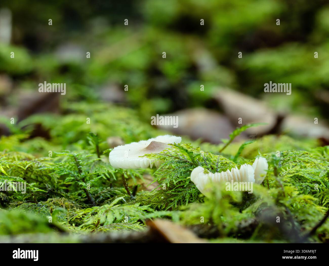 Chapeaux de champignons blancs sur mousse verte éclatante - gros plan macro d'un sol boisé humide Banque D'Images