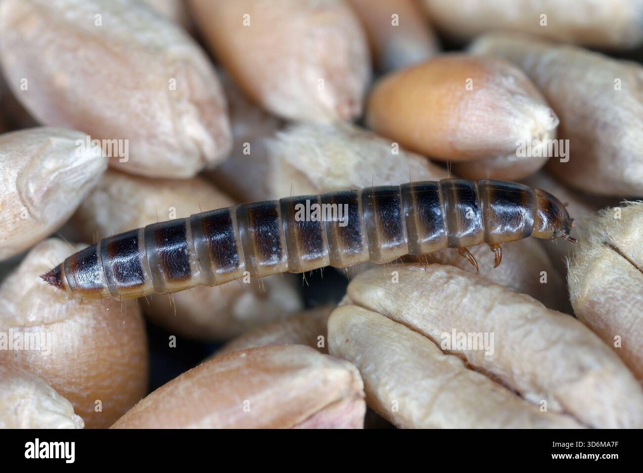 Larve d'Alphitobius diaperinus de la famille des Tenebrionidae, coléoptères noirs. Il est communément appelé le petit ver de farine et le coléoptère de la litière. Banque D'Images