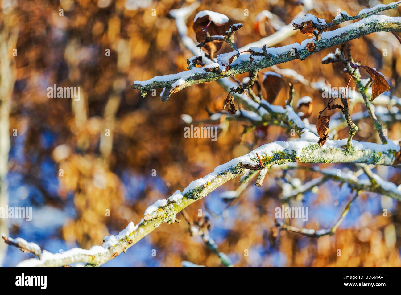 Vue macro des branches de pommier avec de la neige et des feuilles sèches dans le jardin sur fond. Suède. Banque D'Images