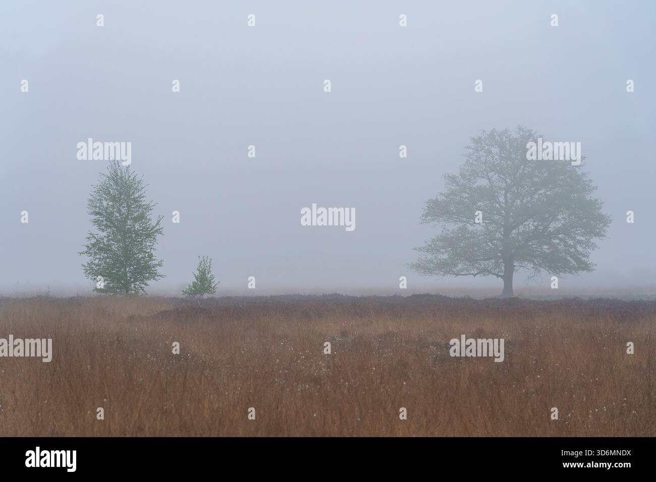 Quelques arbres sont debout dans un champ d'herbe sèche. Le ciel est brumeux à Haaksbergerveen aux pays-Bas. Banque D'Images