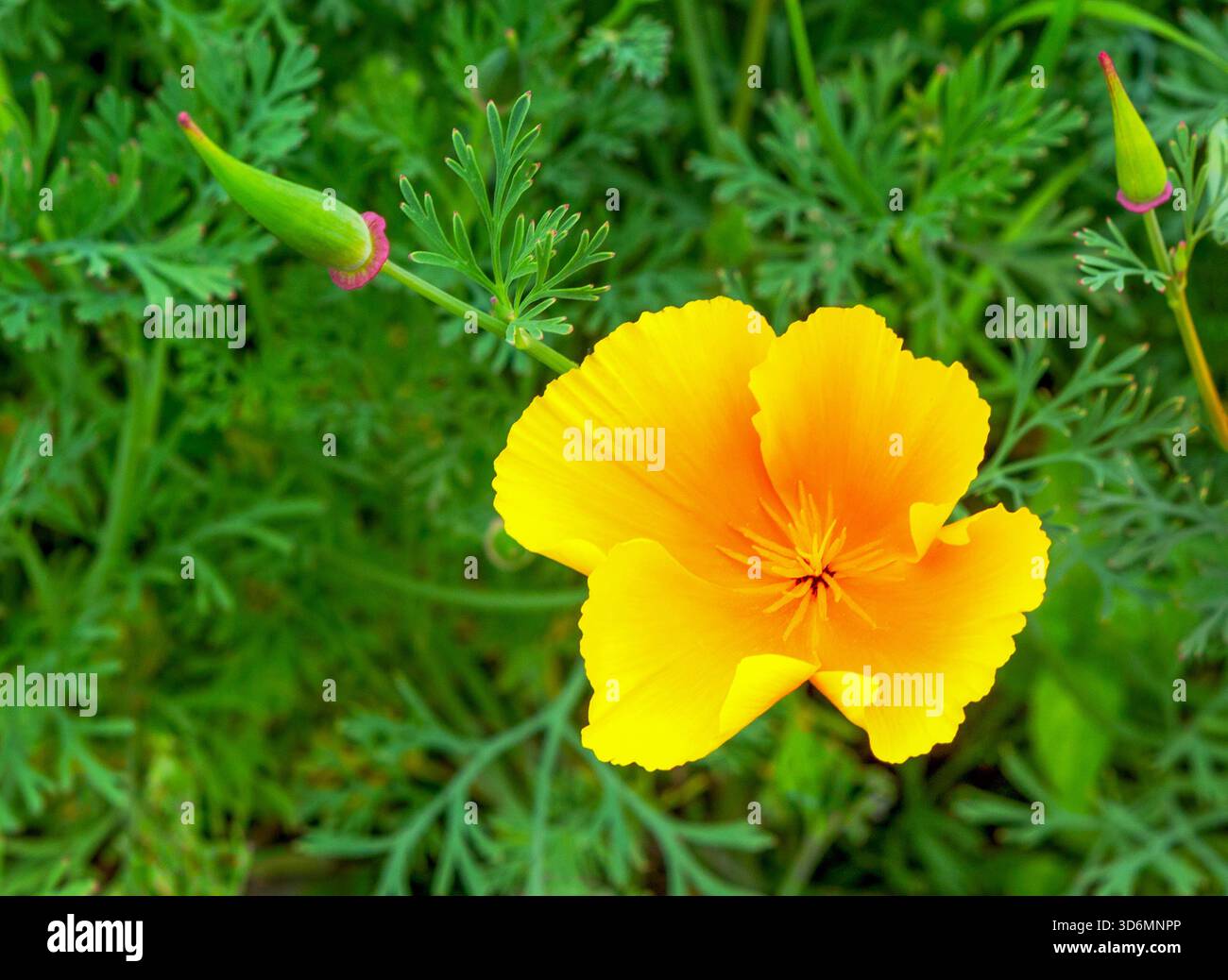 Gros plan de la fleur de coquelicots de Californie. Les coquelicots dorés de Californie (Eschscholzia californica) fleurissent. Fond de fleur. Banque D'Images