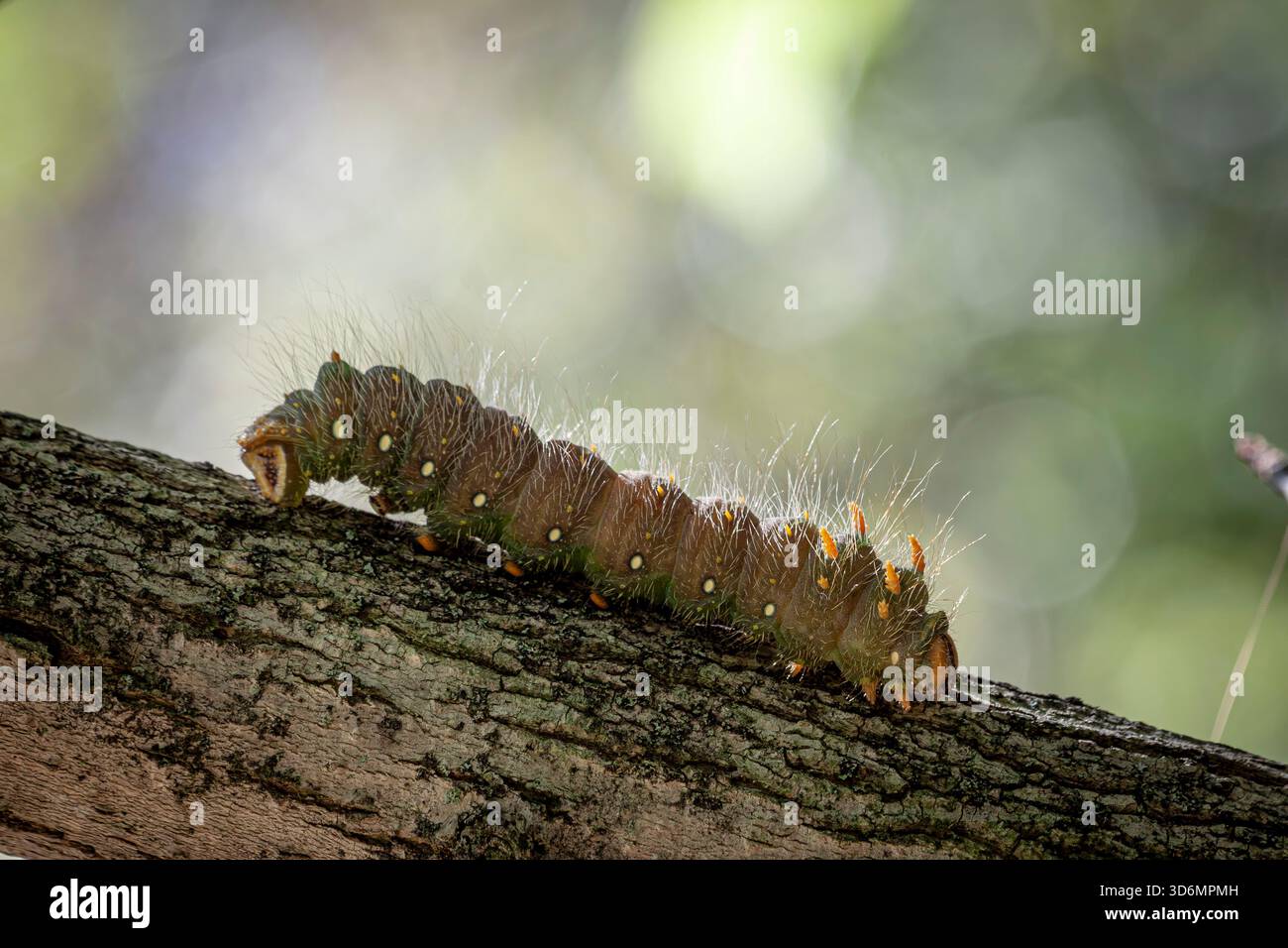 Grande chenille à papillons flous rampant sur une branche Banque D'Images
