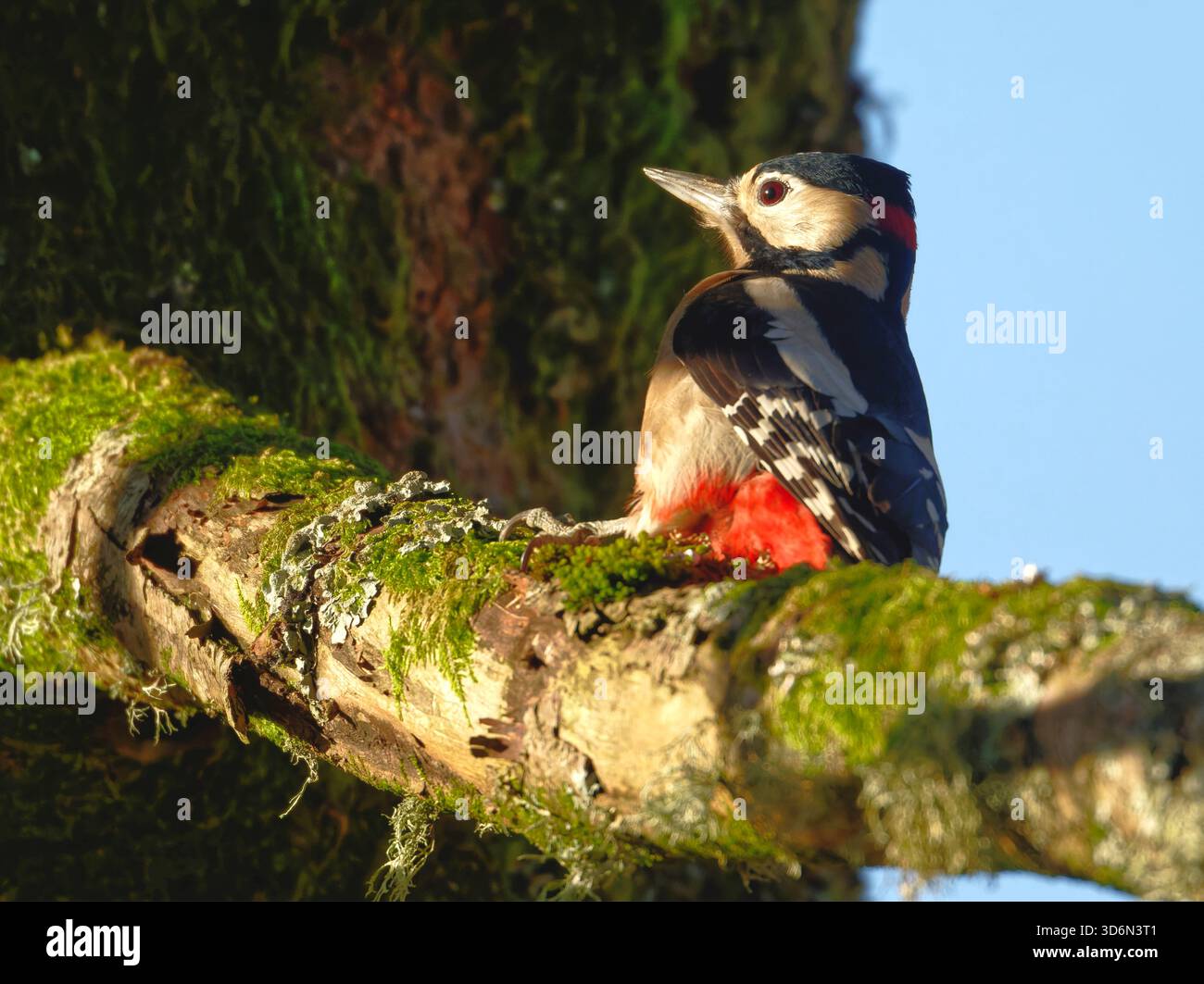 Great spotted Woodpecker Banque D'Images