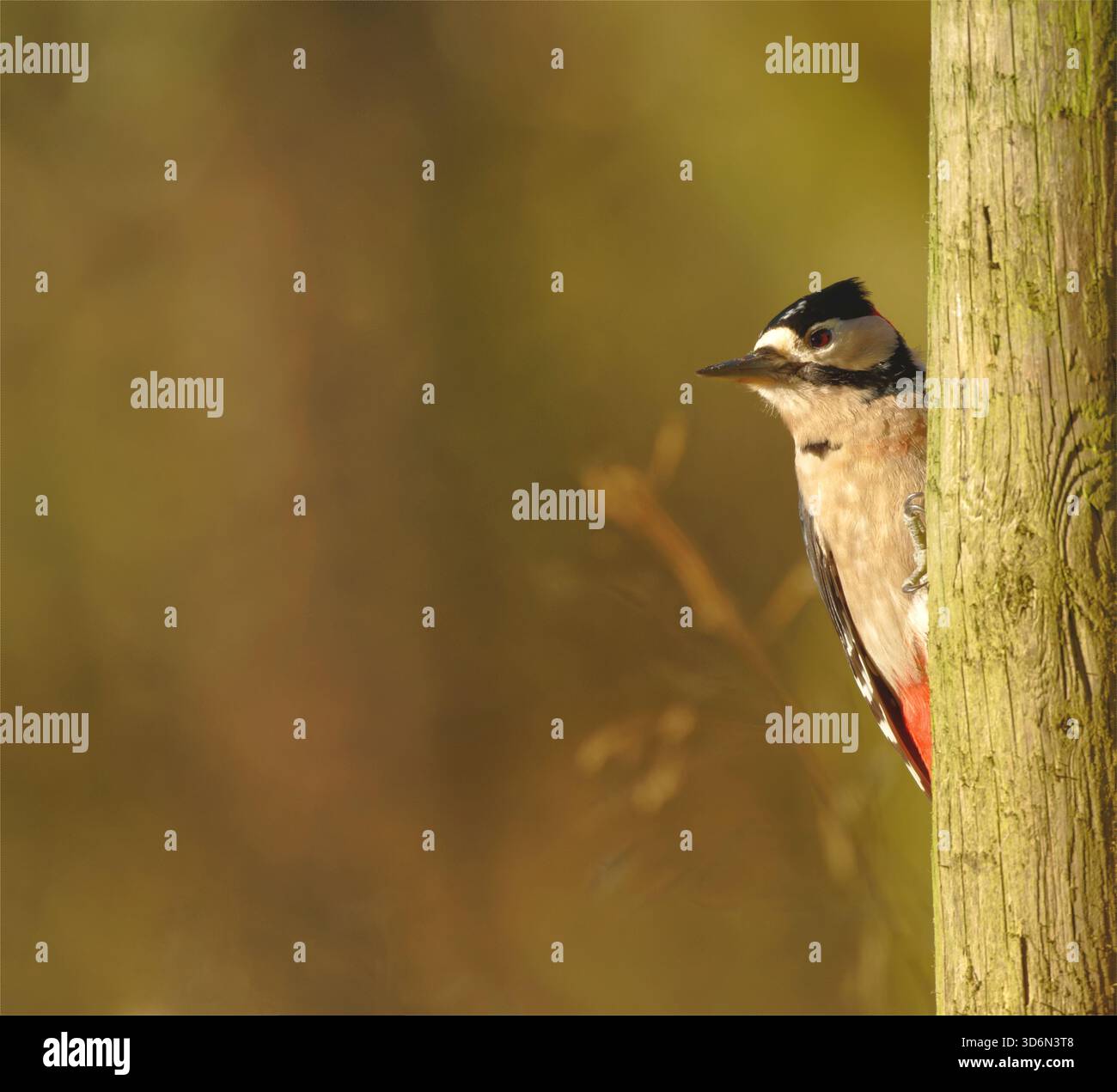 Great spotted Woodpecker Banque D'Images
