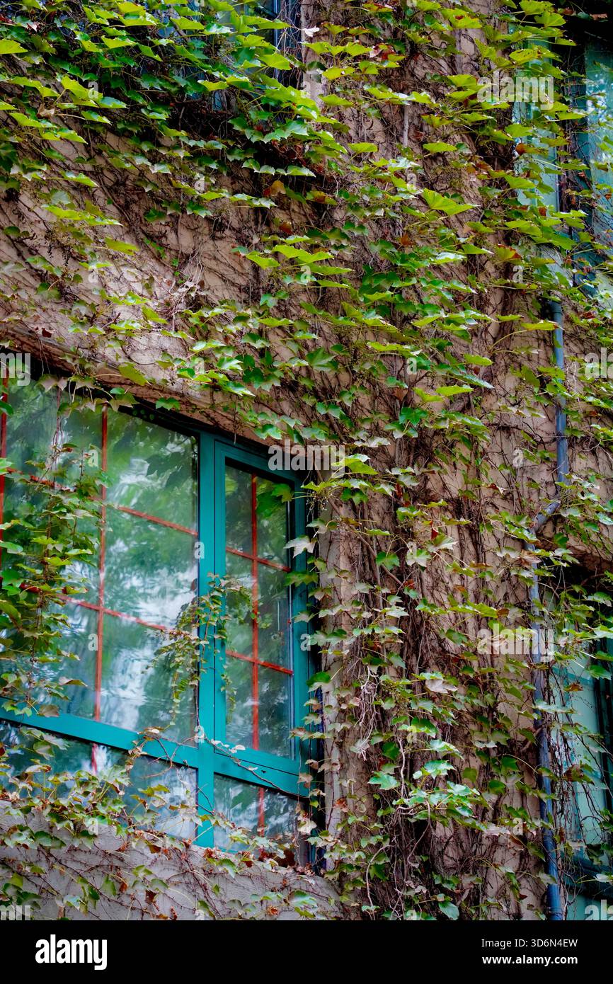Mur couvert de lierre vert avec fenêtres vintage encadrées de sarcelle, mettant en valeur des textures naturelles et des vignes rampantes. Banque D'Images