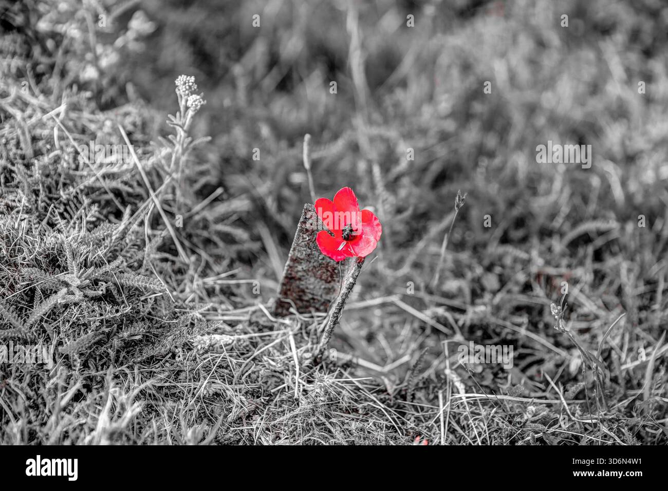 Coquelicots rouges poussant dans les champs près de Thiepval dans la somme, dans le nord de la France, symbolisant le souvenir de la première Guerre mondiale. Banque D'Images