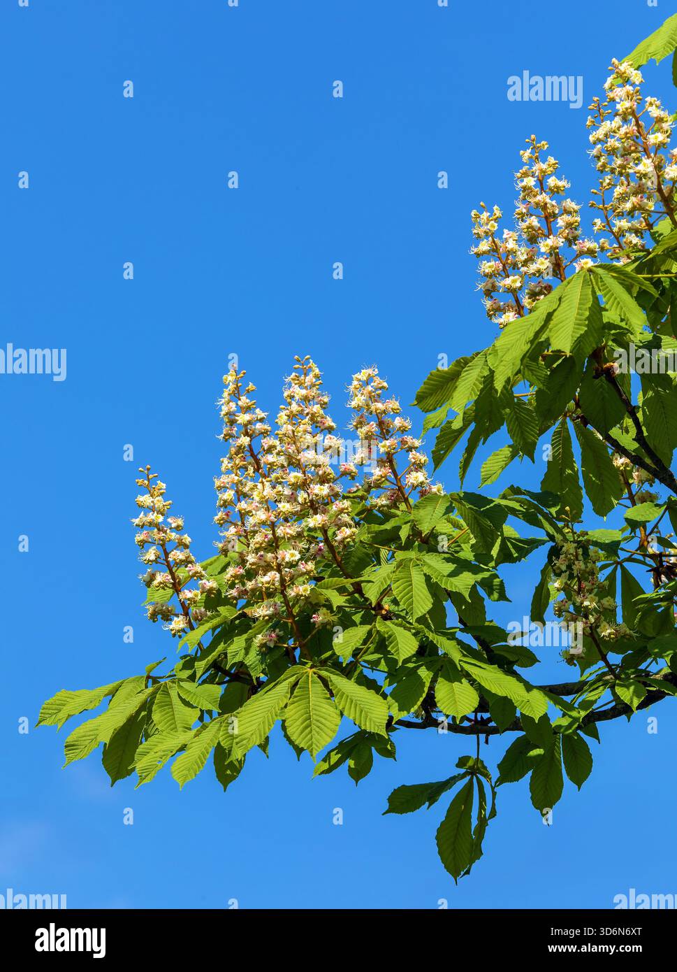 Fleurs de châtaignier de cheval en latin Aesculus hippocastanum également appelé châtaignier de cheval, marron de cheval européen, buckeye et conker arbre, isolé sur blu Banque D'Images