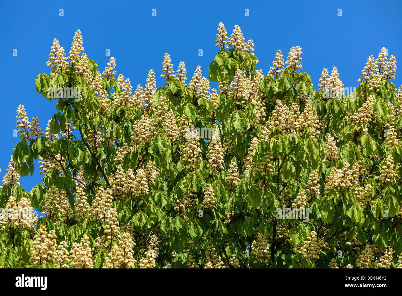 Fleurs de châtaignier de cheval en latin Aesculus hippocastanum également appelé châtaignier de cheval, marron de cheval européen, buckeye et conker arbre, isolé sur blu Banque D'Images
