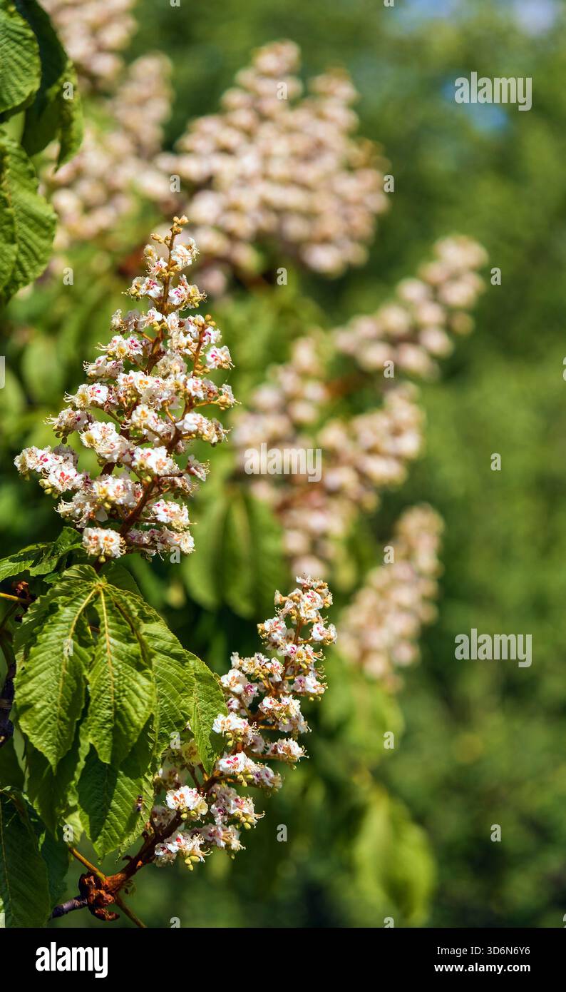 Fleurs de châtaignier de cheval en latin Aesculus hippocastanum également appelé châtaignier de cheval, marron de cheval européen, buckeye et conker arbre Banque D'Images