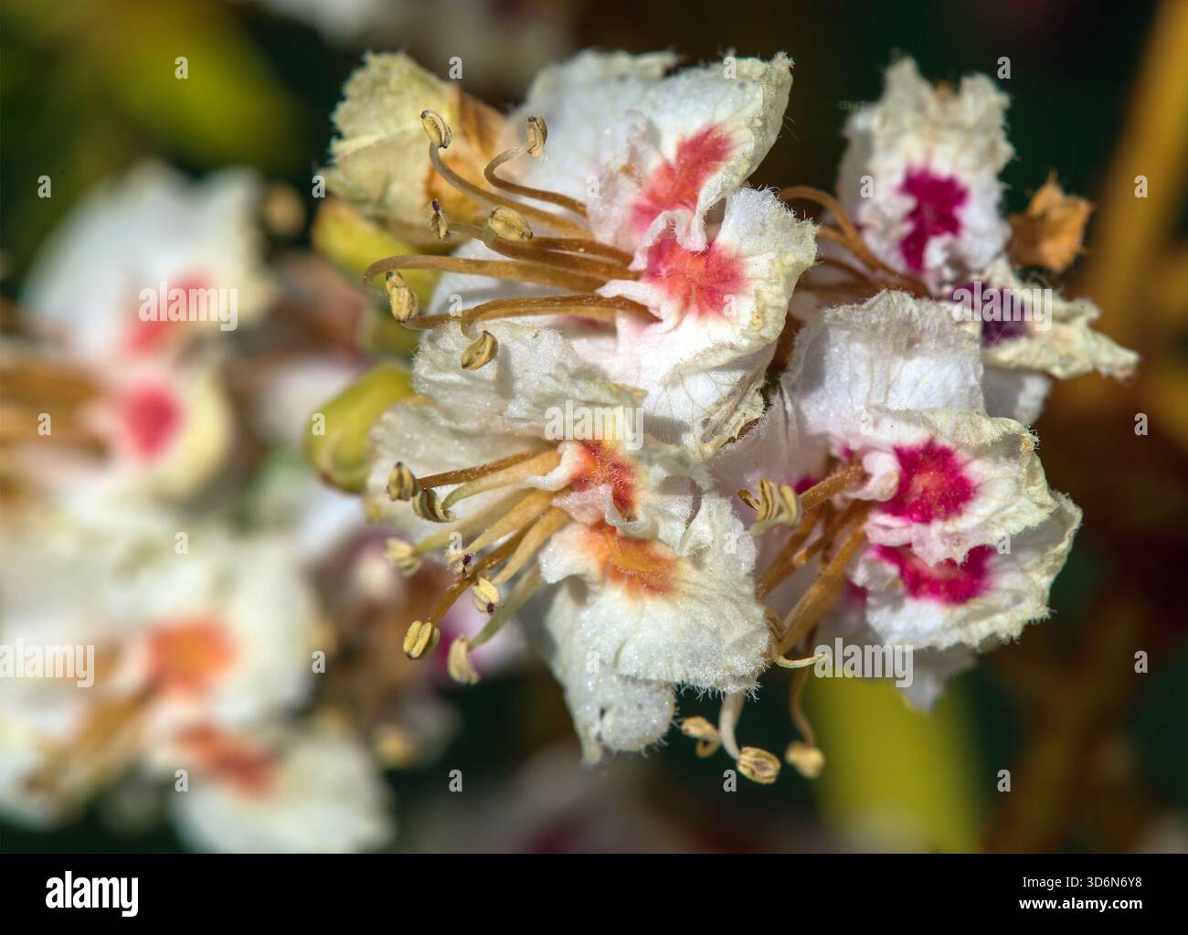 Fleurs de châtaignier de cheval en latin Aesculus hippocastanum également appelé châtaignier de cheval, marron de cheval européen, buckeye et conker arbre Banque D'Images