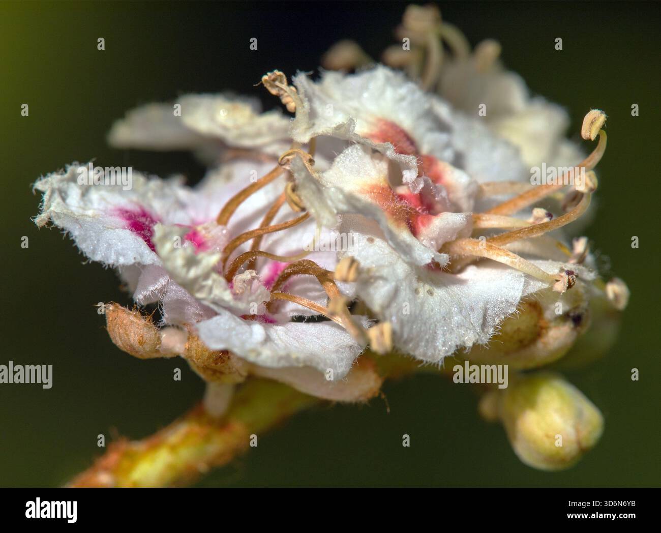 Fleurs de châtaignier de cheval en latin Aesculus hippocastanum également appelé châtaignier de cheval, marron de cheval européen, buckeye et conker arbre Banque D'Images