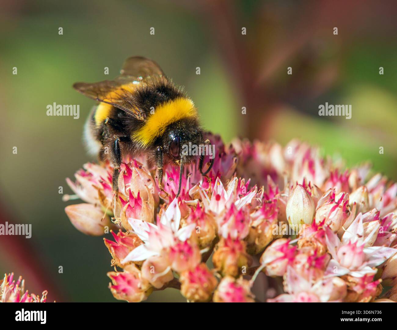 Bourdon, Bombus terrestris, le bourdon à queue de chamois ou le grand bourdon de terre, assis sur une fleur rouge Banque D'Images