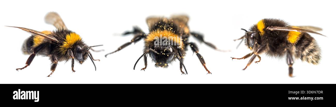 Trois bourdons, Bombus terrestris, le bourdon à queue polie ou le gros bourdon de terre, isolés sur le fond blanc Banque D'Images