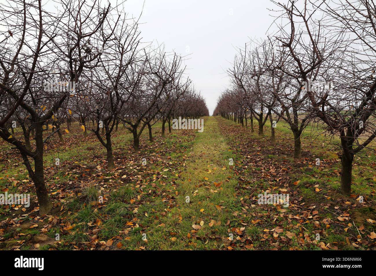 Rangées d'arbres fruitiers dormants dans un verger d'automne avec des feuilles mortes Banque D'Images