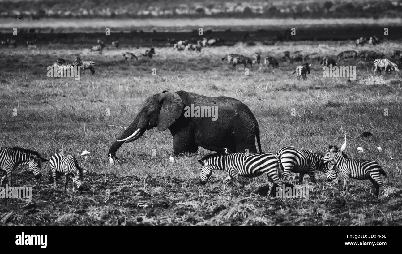 Photographie saisissante de la faune en noir et blanc mettant en scène des éléphants d'Afrique en Tanzanie. Capturé lors d'un safari à travers le parc national du Serengeti et au-delà, t Banque D'Images
