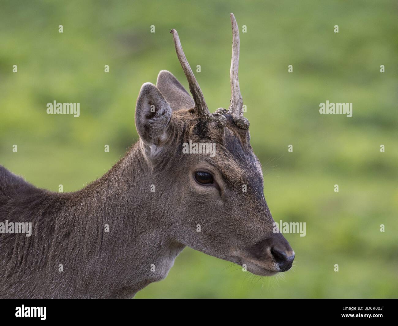 Portrait d'un cerf en jachère, Rhénanie du Nord-Westphalie, Allemagne Banque D'Images
