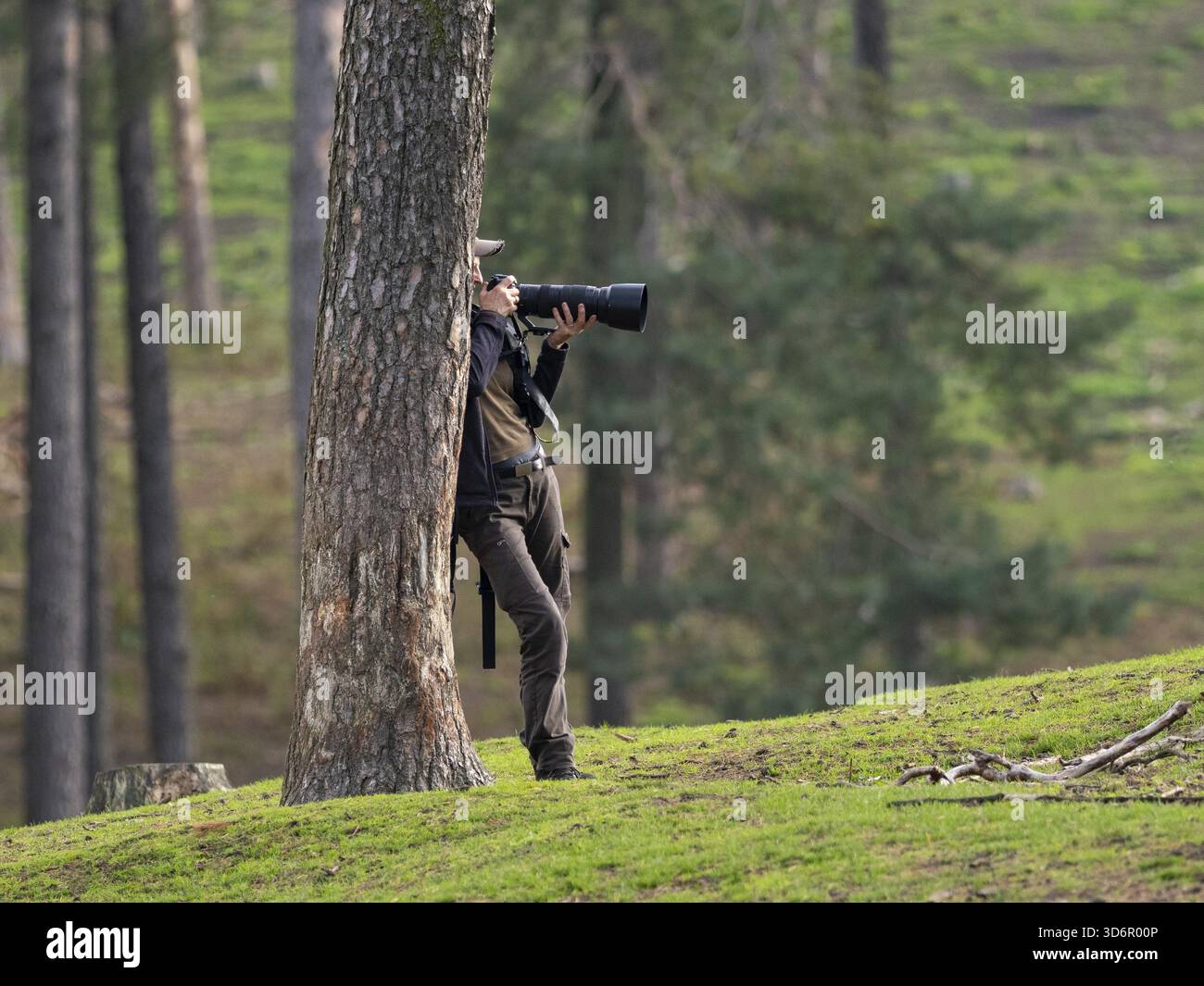Photographe de la nature appuyé contre un pin, Rhénanie du Nord-Westphalie, Allemagne Banque D'Images