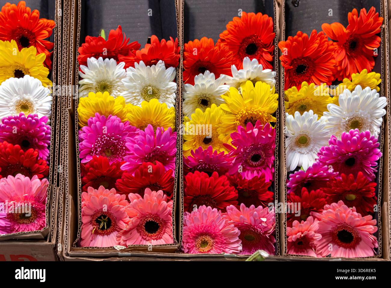 Marché aux fleurs de la Jamaïque à Mexico, Mexique Banque D'Images