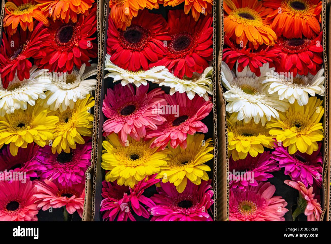 Marché aux fleurs de la Jamaïque à Mexico, Mexique Banque D'Images