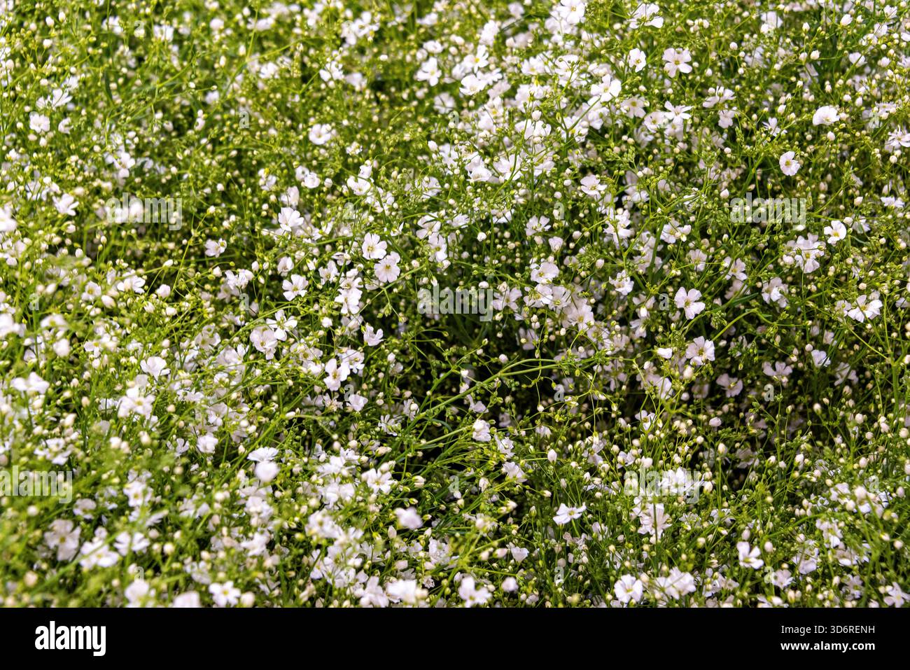 Marché aux fleurs de la Jamaïque à Mexico, Mexique Banque D'Images