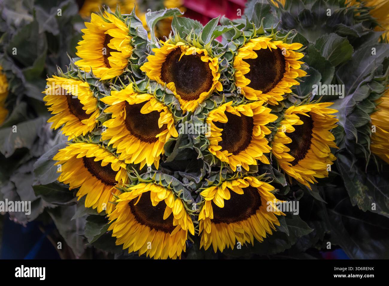 Marché aux fleurs de la Jamaïque à Mexico, Mexique Banque D'Images